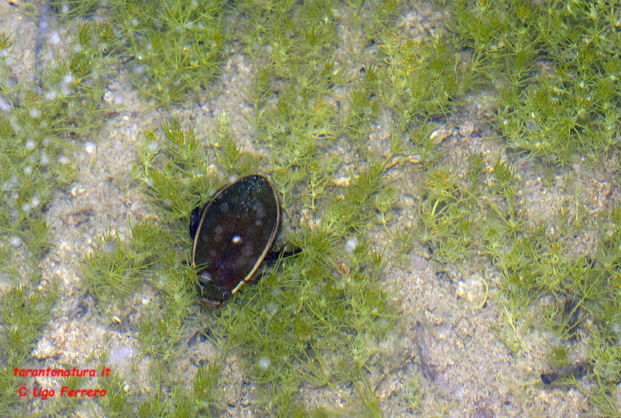 Bacino artificiale pieno di girini di ...? Bufo bufo